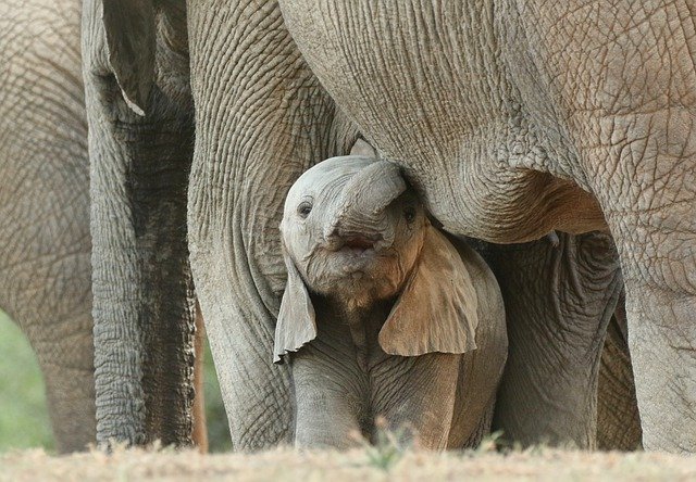 Baby elephants are the cutest and the clumsiest