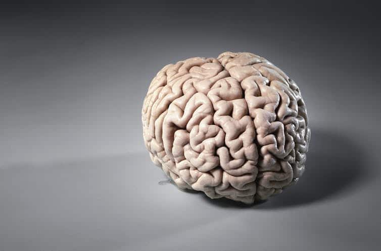 You don't have a male or female brain – say scientists