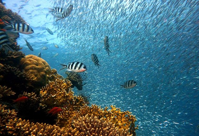 Coral reef dies as climate change devastates pristine tropical island