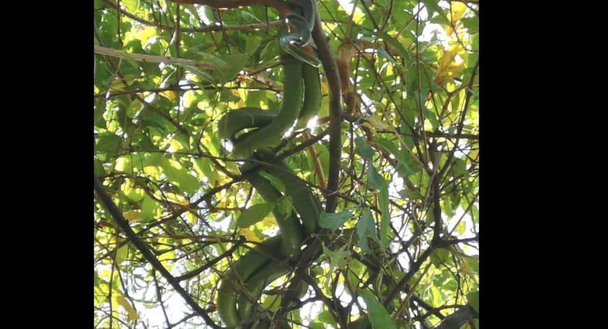 Snake catcher stumbles on rare sight - two green mambas mating