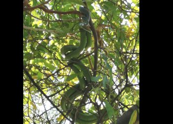 Snake catcher stumbles on rare sight - two green mambas mating