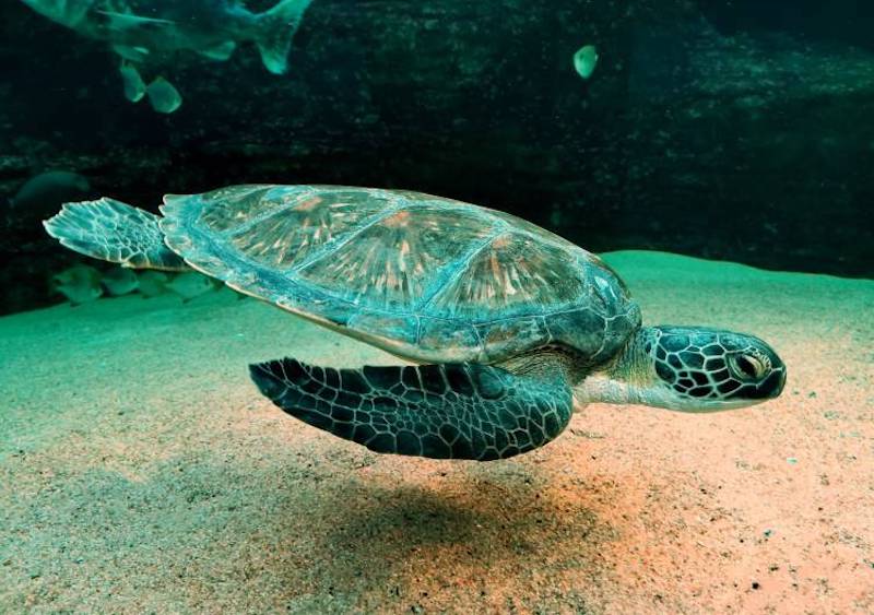 Harry the turtle finds new home at Two Oceans Aquarium