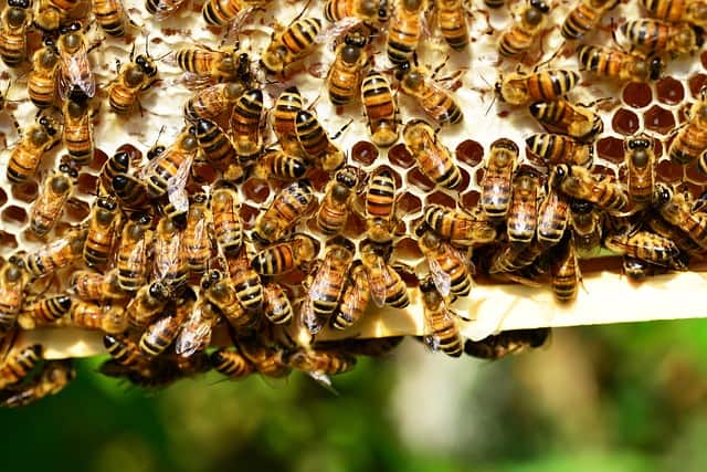 Filling in the gaps of how honeybees mate in mid-air