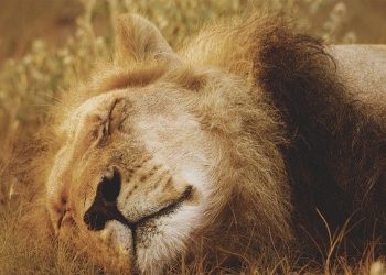 SANParks welcomes release of report on hunting wild animals