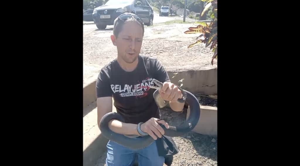 Mating season: Three black mambas rescued from one property