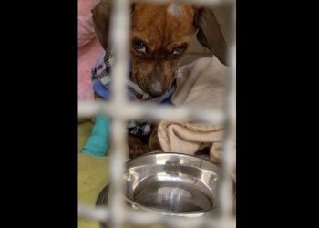 Donations pours in from all corners of the world for abused Daschund Oliver