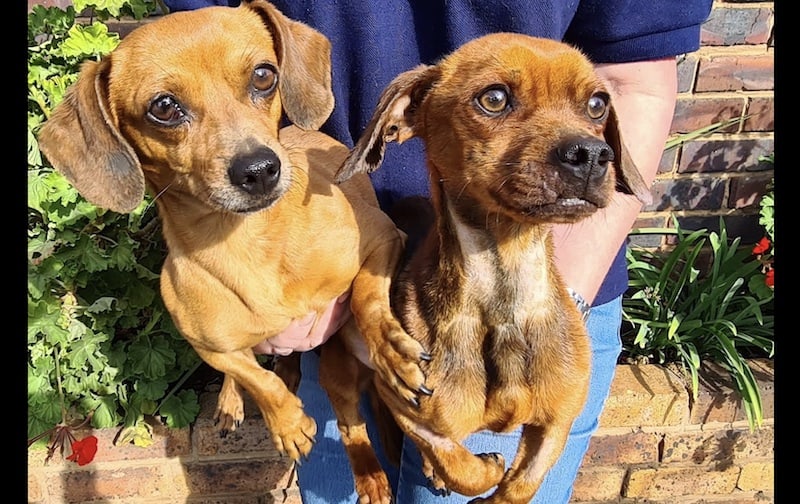 Oliver’s brother also surrendered to Boksburg SPCA by owner