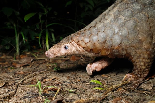Why are pangolins hunted?