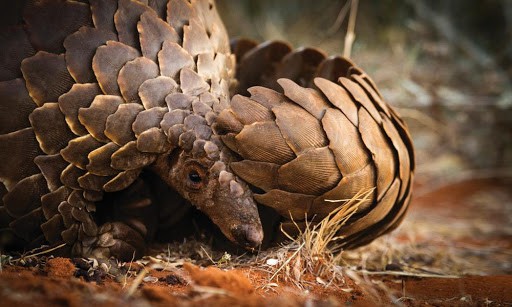 Pangolin poacher slapped with maximum sentence
