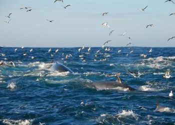 Wave of sardines headed for the shore