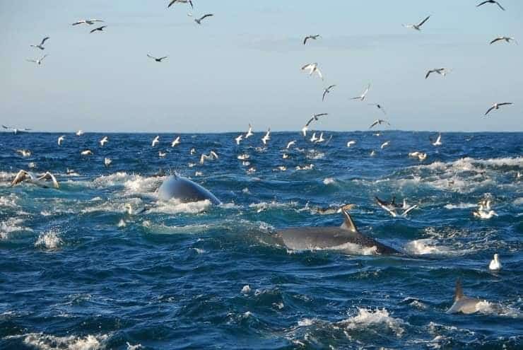 Wave of sardines headed for the shore