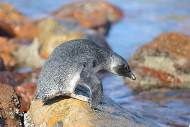 New colony and new hope at De Hoop for struggling African penguins