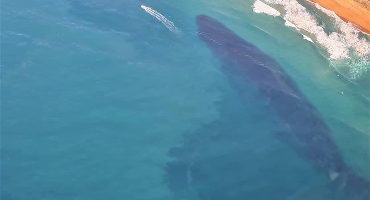 Sardine Run update: Action expected in Warner Beach and Scottburgh