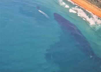 Sardine Run update: Action expected in Warner Beach and Scottburgh