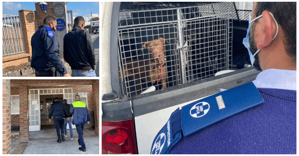 Two criminals arrested for dog fighting, two dogs rescued