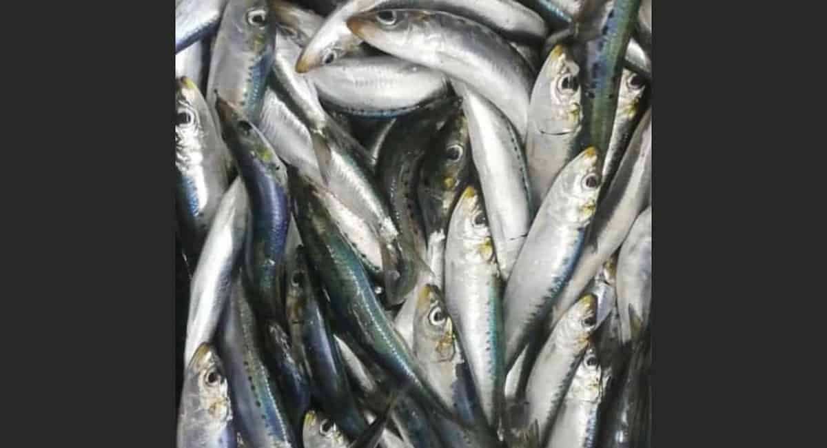 Sardine run
