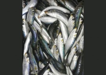 Sardine run