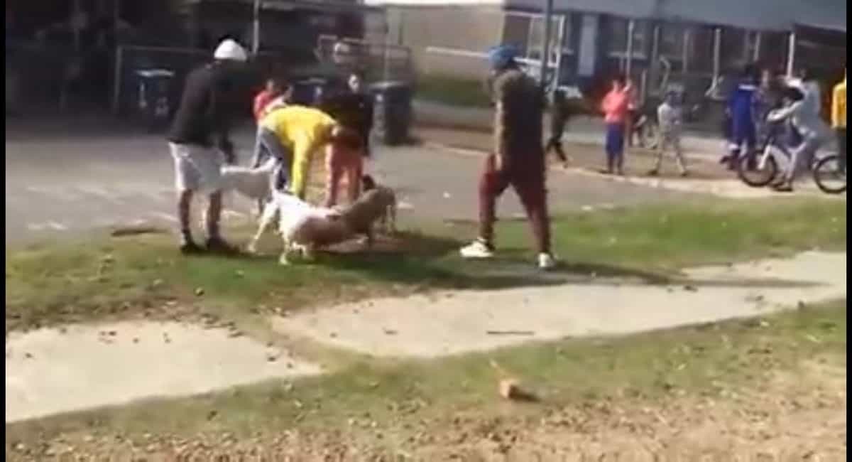 SPCA arrest suspect involved in dog-fighting in Ocean View