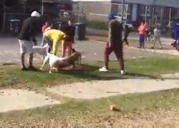 SPCA arrest suspect involved in dog-fighting in Ocean View