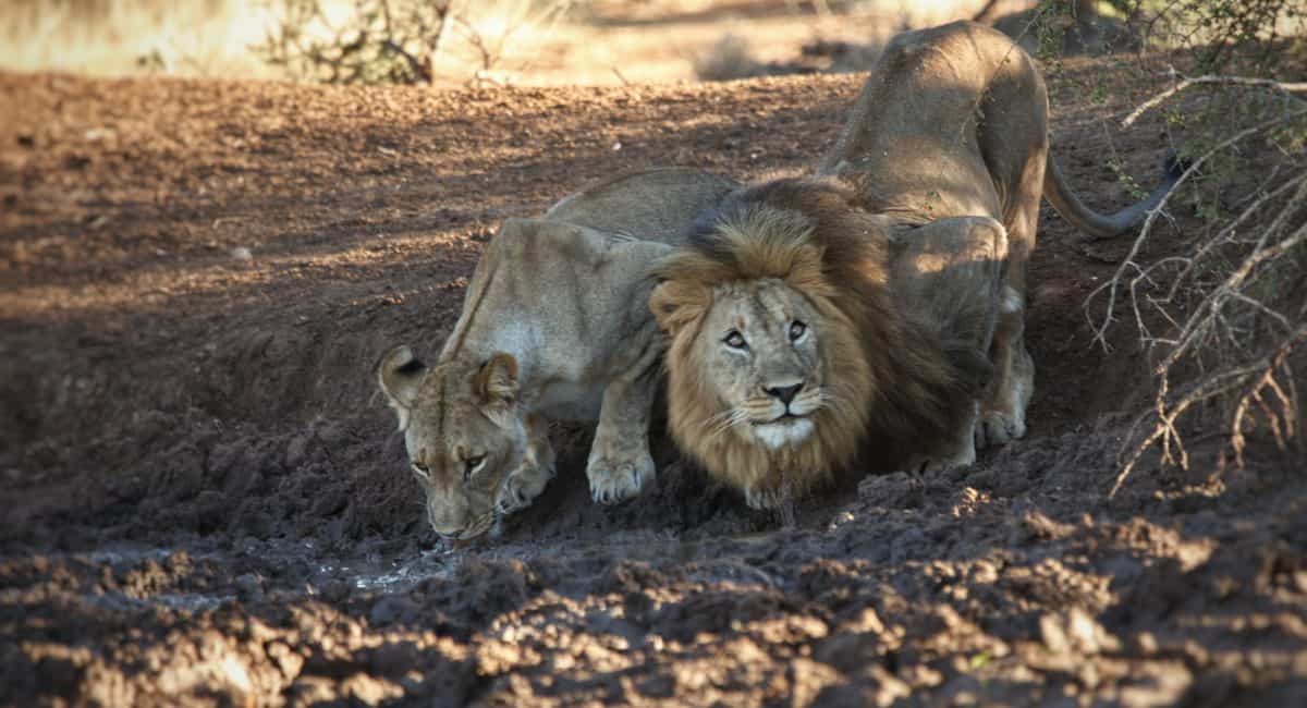 Experience Madikwe: Field Guides Diary Edition #2