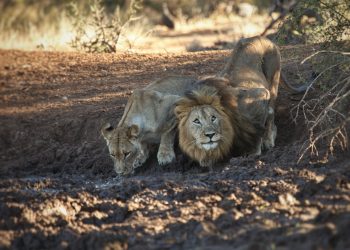 Experience Madikwe: Field Guides Diary Edition #2