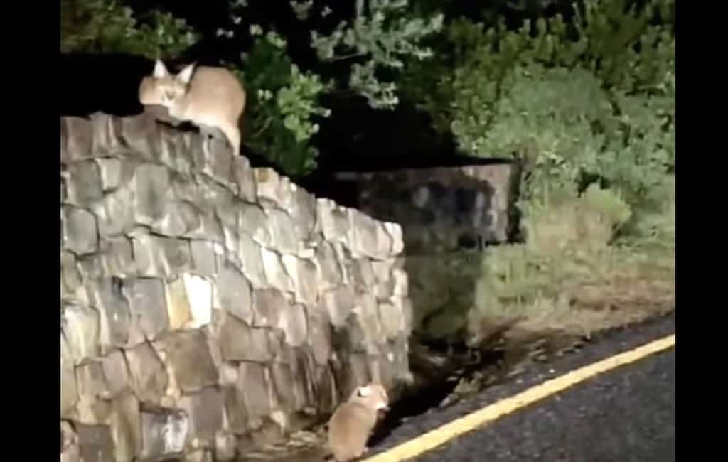 Caracal and kitten spot on Chapman’s Peak Drive