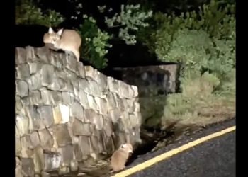 Caracal and kitten spot on Chapman’s Peak Drive