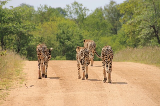 SANParks clarifies key changes to tourism at national parks