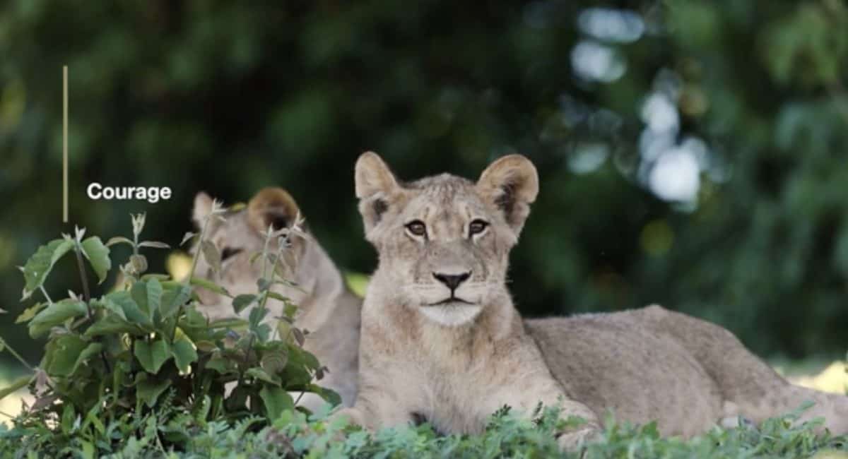 Isibindi Africa Lodges wins global award for video shot in lockdown