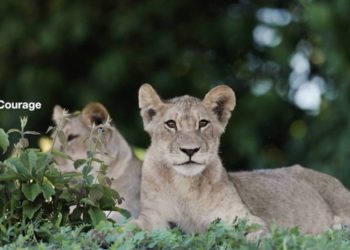 Isibindi Africa Lodges wins global award for video shot in lockdown