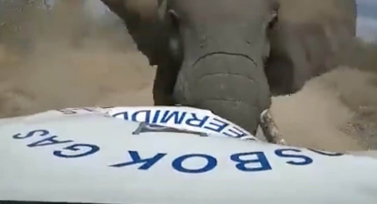 Raging mother elephant rams vehicle