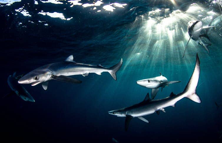 South Africa’s plan to protect sharks needs an urgent update