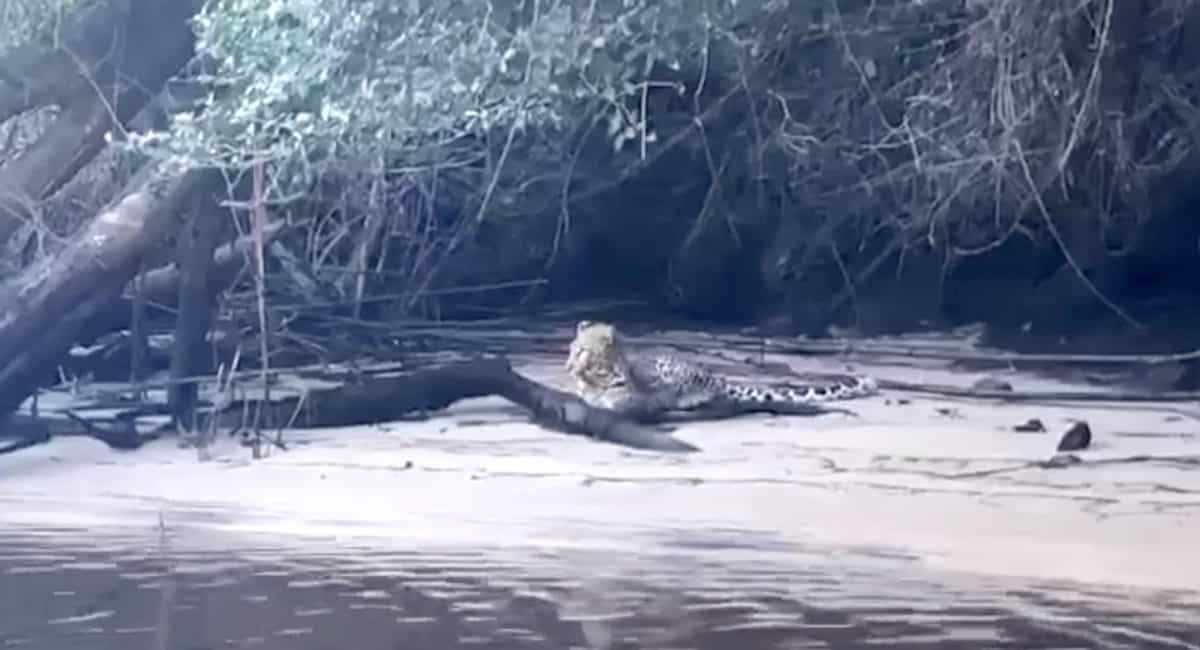 Family stumble across leopard relaxing on the shore in Plettenberg Bay