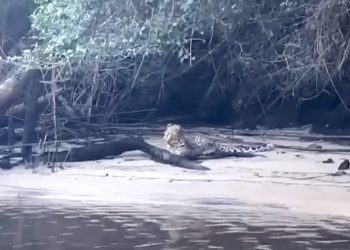 Family stumble across leopard relaxing on the shore in Plettenberg Bay