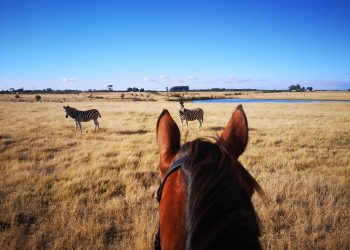 Online family-friendly experiences to enjoy during the holidays