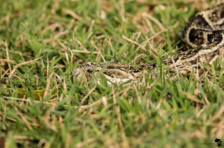 World Snake Day: ‘Know venomous snakes that live in your area’