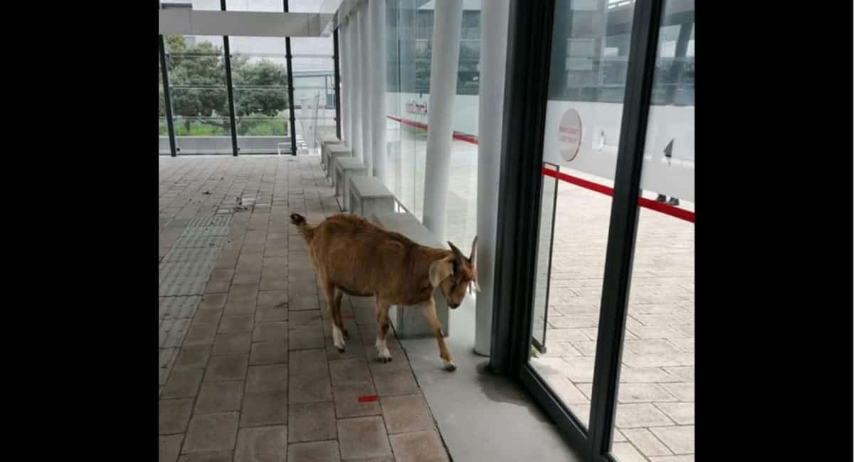 Goat intercepted at Cape Town airport, trying to leave South Africa