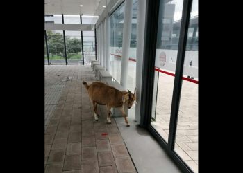 Goat intercepted at Cape Town airport, trying to leave South Africa