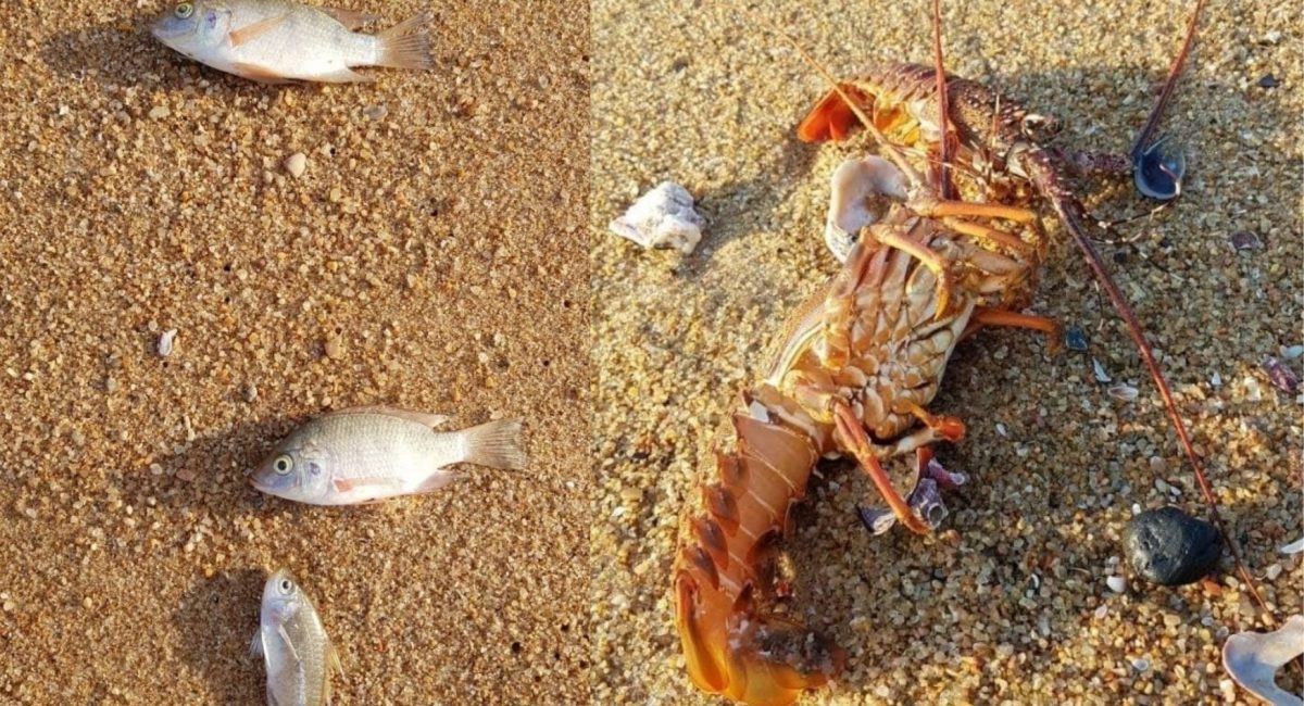 Do not collect or consume dead fish on Durban beaches