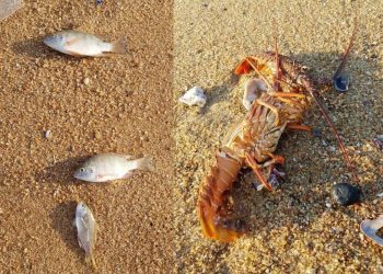 Do not collect or consume dead fish on Durban beaches