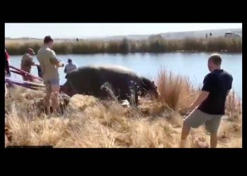 Elusive Fourways hippo finally captured at Steyn City
