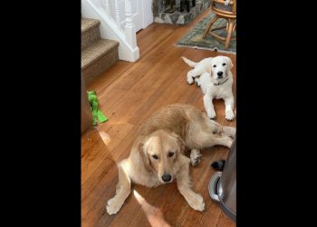 The reason why my dog was kicked out of daycare…