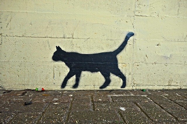 Substantial reward offered for information on Manenberg Cat Killer