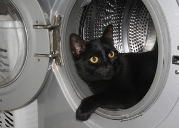 Cat dies in tumble-dryer accident, AWS sends warning to pet parents