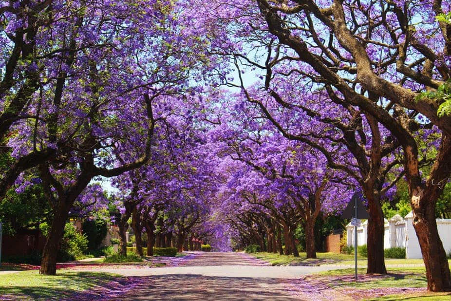 Jacarandas in parts of South Africa are flowering earlier - it's a warning