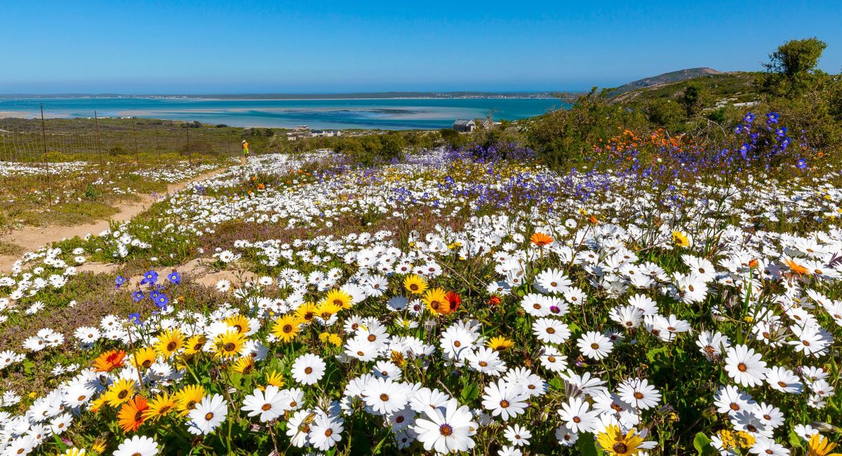 West Coast flowers are in full bloom and you don’t want to miss it