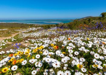 West Coast flowers are in full bloom and you don’t want to miss it