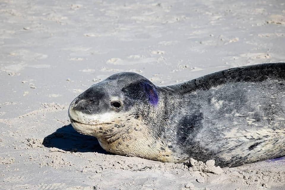 Another leopard seal arrives on Kommetjie’s shore