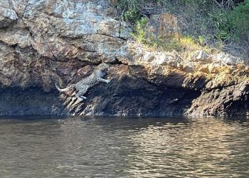 Another rare leopard sighting along Keurbooms River near Plett