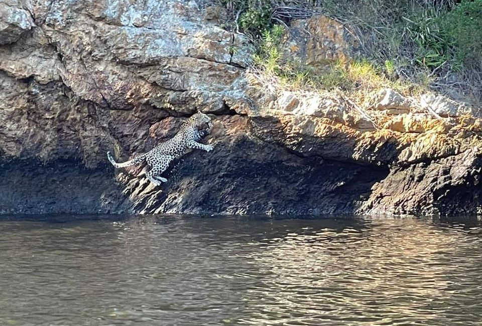 Another rare leopard sighting along Keurbooms River near Plett